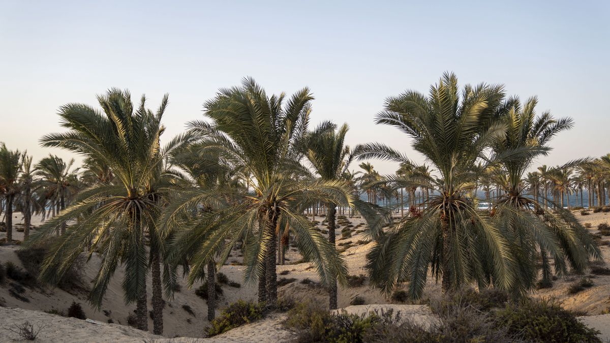 ARISH, EGYPT - OCTOBER 25: A general view of the palm on Al-Arish beach in North Sinai on October 25, 2024 in Arish, Egypt.(Photo by Ali Moustafa/Getty Images)
