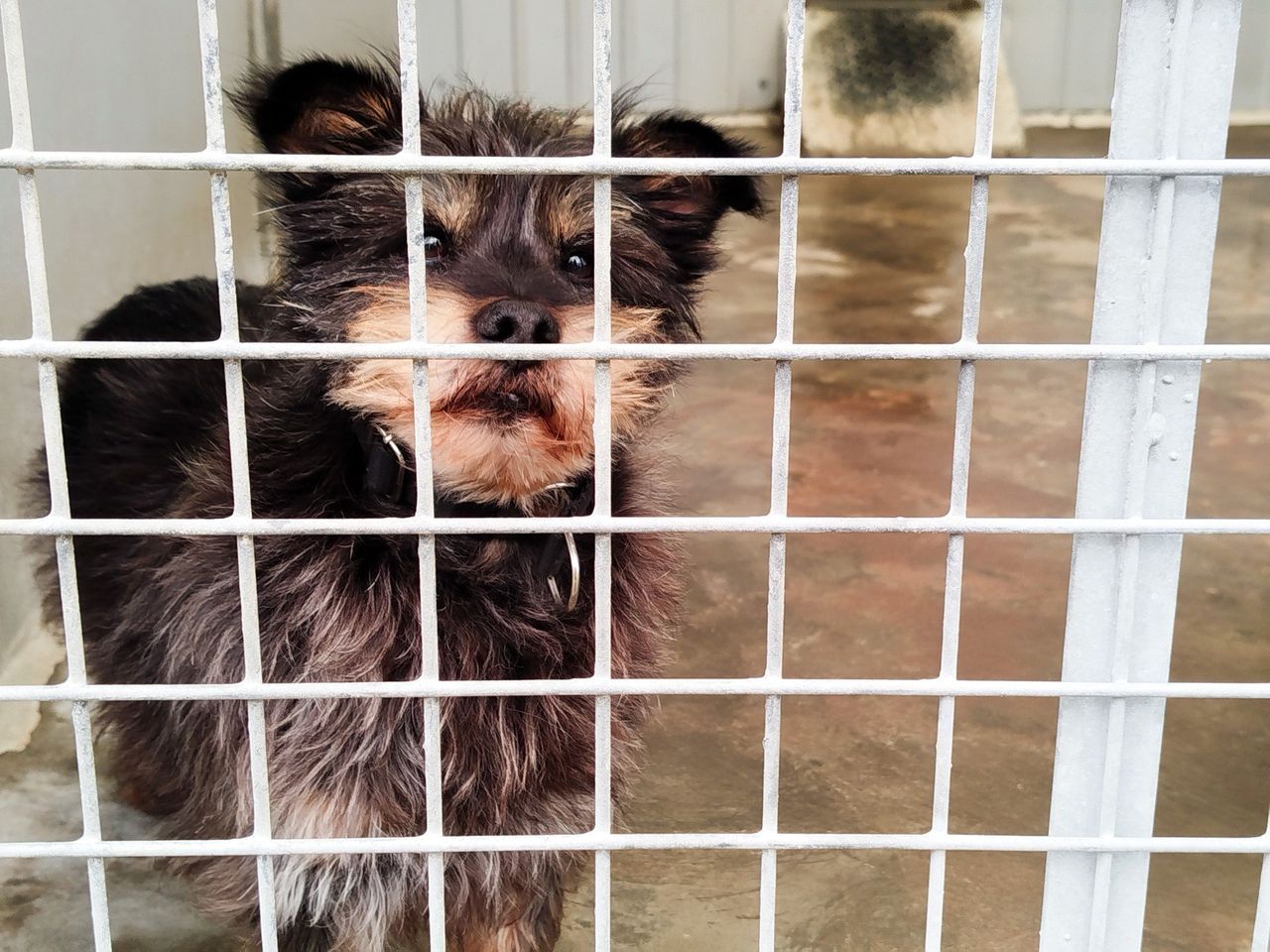 Rewolucja w życiu pupili. PESEL dla kotów i psów. Sprawdzamy, co to oznacza w praktyce i ile kosztuje