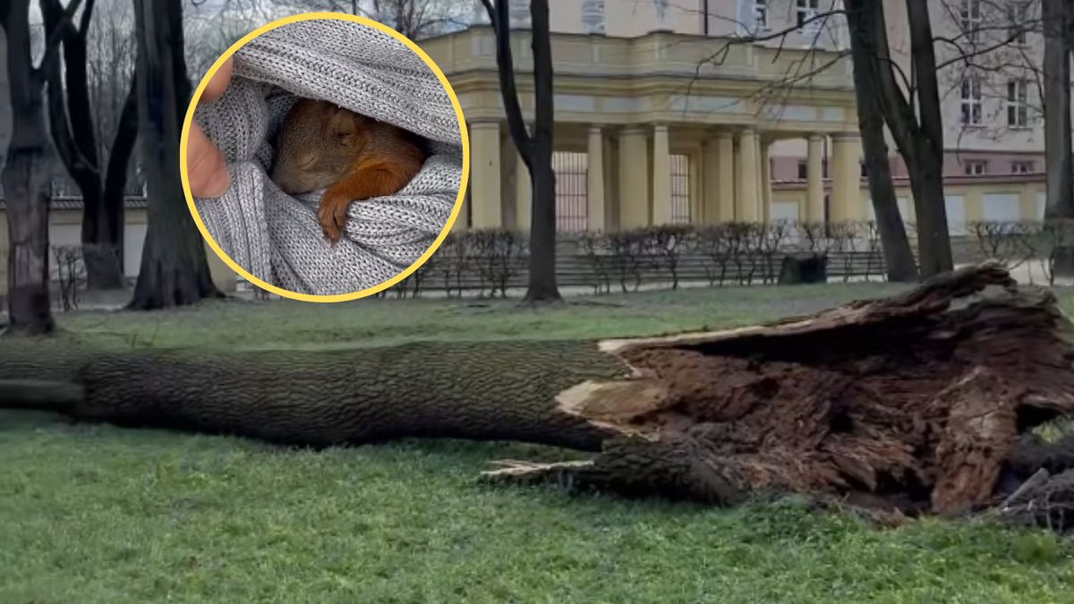 Pracownicy Uniwersytetu Medycznego w Białymstoku pomogły rannym wiewiórkom  