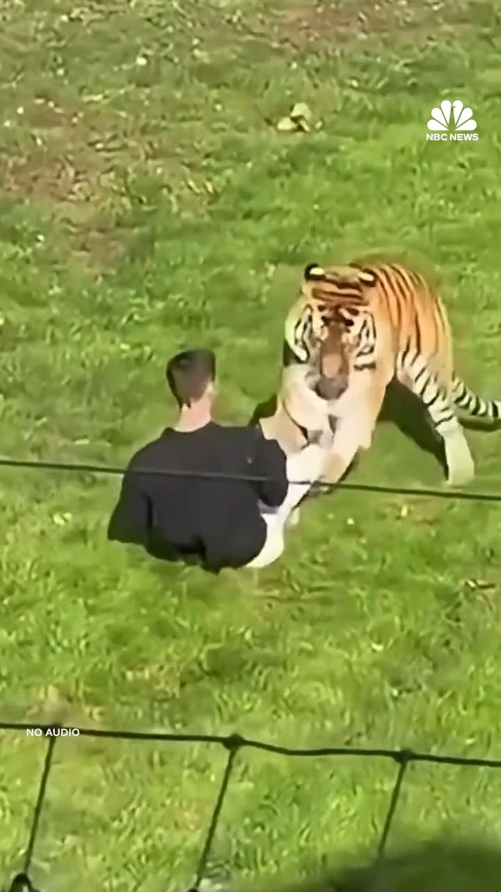 Atak tygrysa na mężczyznę w brytyjskim zoo