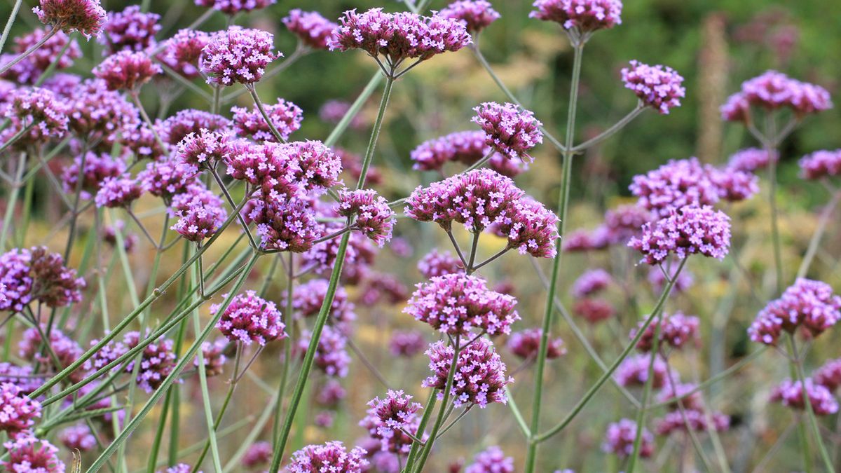 Werbena pospolita to roślina, którą ceni się zarówno z uwagi na walory estetyczne, jak i lecznicze.