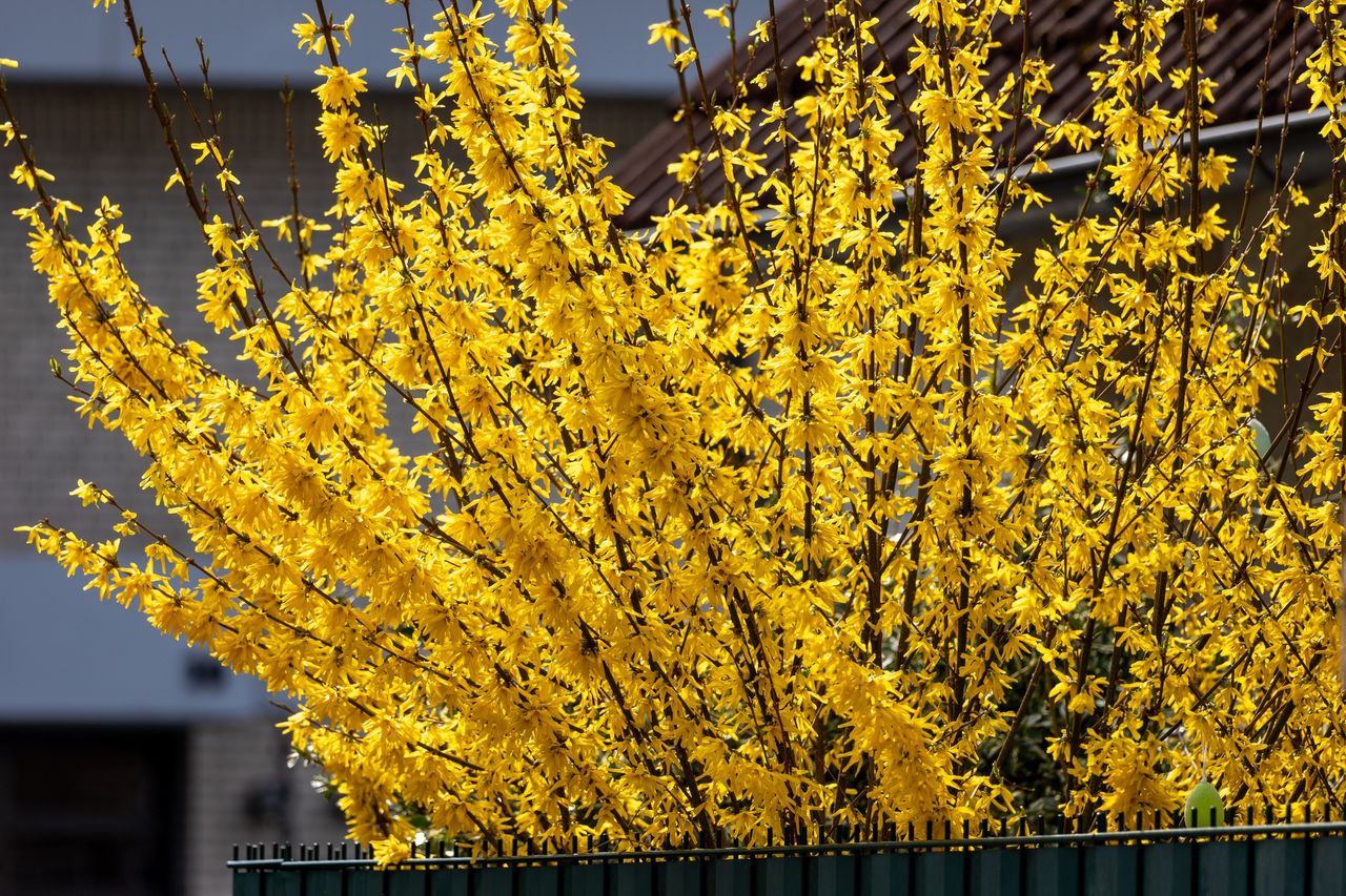 Żółte kwiaty pełne zdrowia. "Naturalny rutinoscorbin" prosto z ogródka