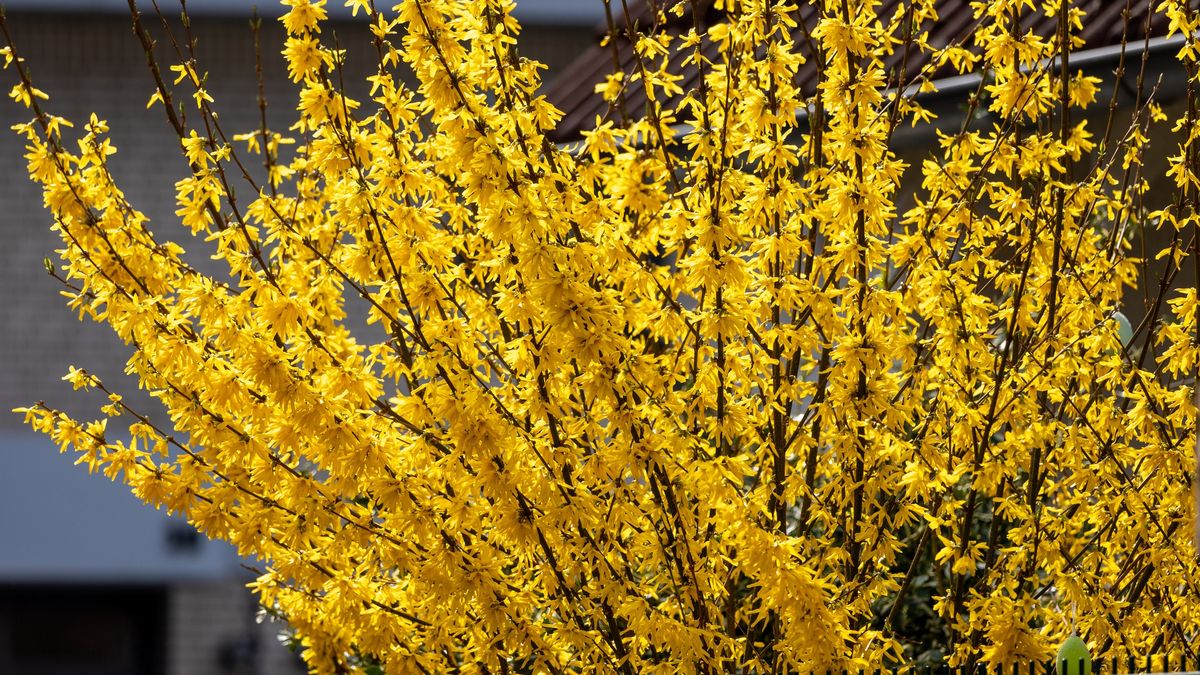 Może wspierać serce i odporność