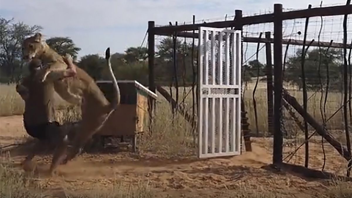 Lwica momentalnie rzuciła się na swojego opiekuna