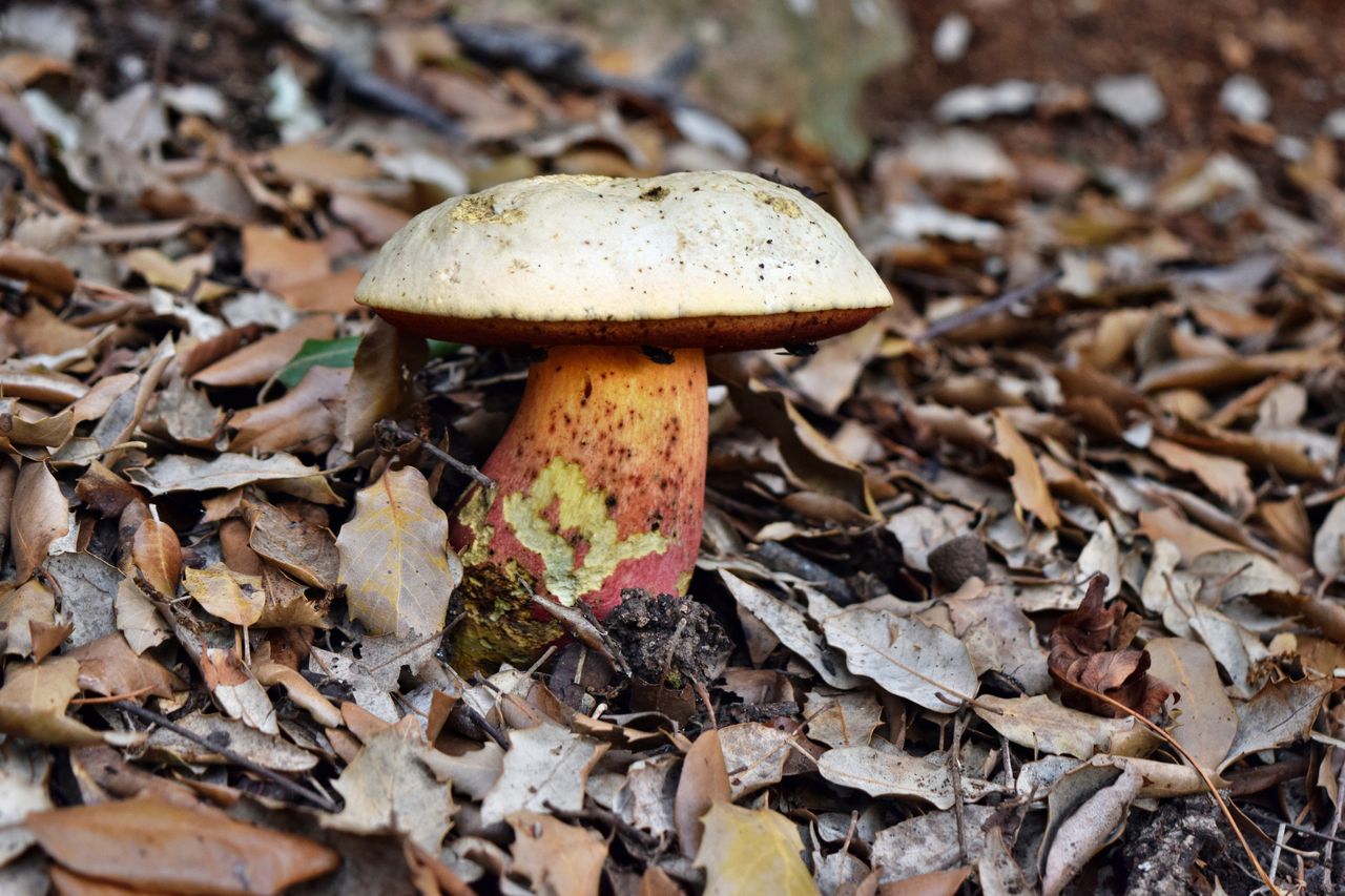 Satan's bolete