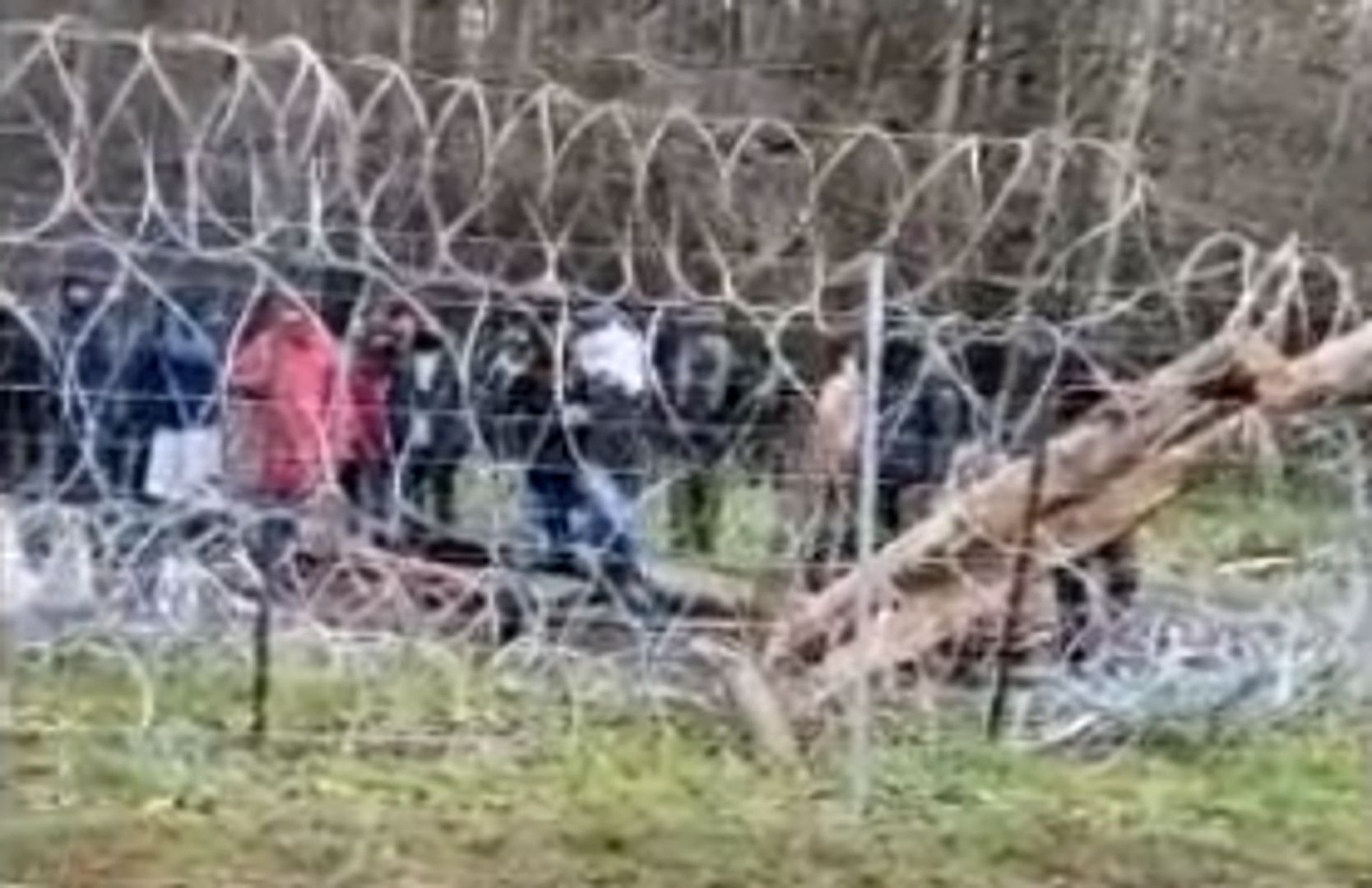 Straż Graniczna publikuje nagranie. Tak wygląda sytuacja na białoruskiej granicy