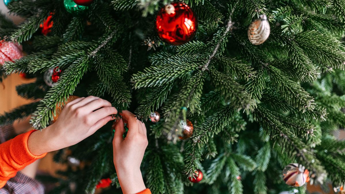 Jaką choinkę najlepiej wybrać?