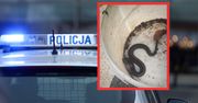 Usłyszał syczenie w piwnicy. "Odnalazł nieproszoną lokatorkę"