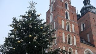 Kraków: Już jest! Choinka na Rynku Głównym czeka na wielkie odliczanie
