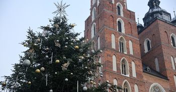 Kraków: Już jest! Choinka na Rynku Głównym czeka na wielkie odliczanie