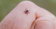 "Najgorsza" grupa krwi. Kleszcze do niej lgną