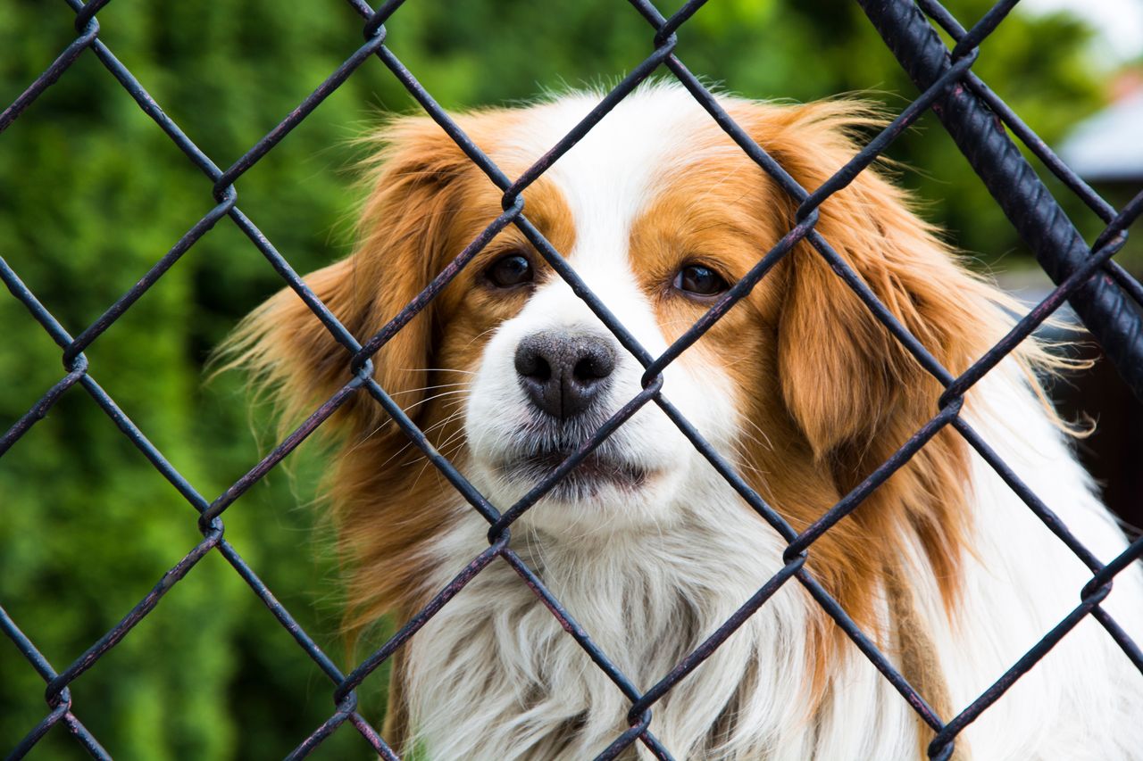 Psy szukają nowego domu. Czekają w schronisku w Toruniu na adopcję