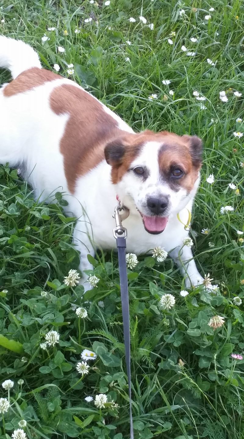 Dzień Kundelka na Pudelku! Nasi czytelnicy dzielą się z nami zdjęciami swoich pupili 