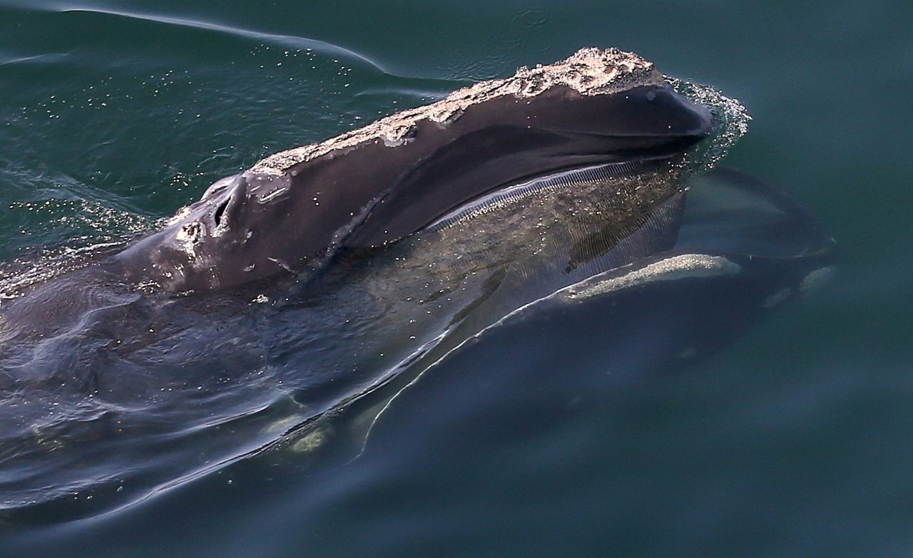 Waleń baskijski sfotografowany w pobliżu półwyspu Cape Cod