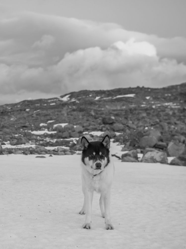 Fotograf rzucił pracę, by podróżować ze swoim psem - poznaj przygody Henrika Vikse i Akiaka 8