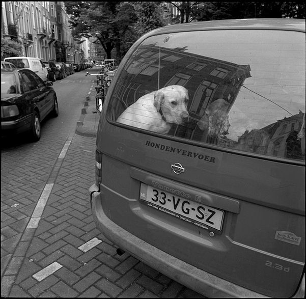 „Dog Stories" - pieskie życie na czarno-białych fotografiach Roberta Kresy 21