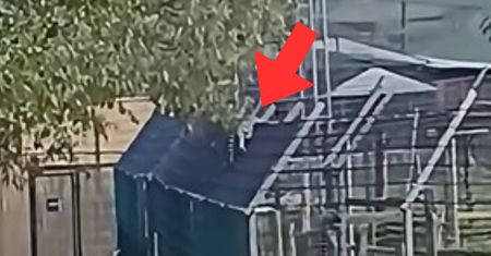 Burza w sieci po nagraniu z zoo w Łącznej. Prokuratura reaguje