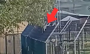 Burza w sieci po nagraniu z zoo w Łącznej. Prokuratura reaguje