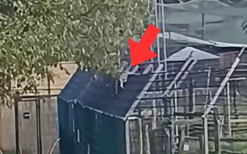 Burza w sieci po nagraniu z zoo w Łącznej. Prokuratura reaguje