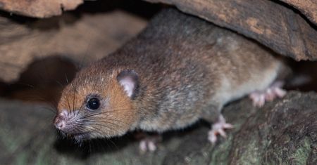 Wrocławskie ZOO. Madagaskar ma nowych mieszkańców