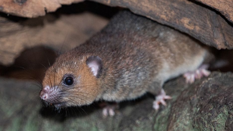 Wrocławskie ZOO. Madagaskar ma nowych mieszkańców