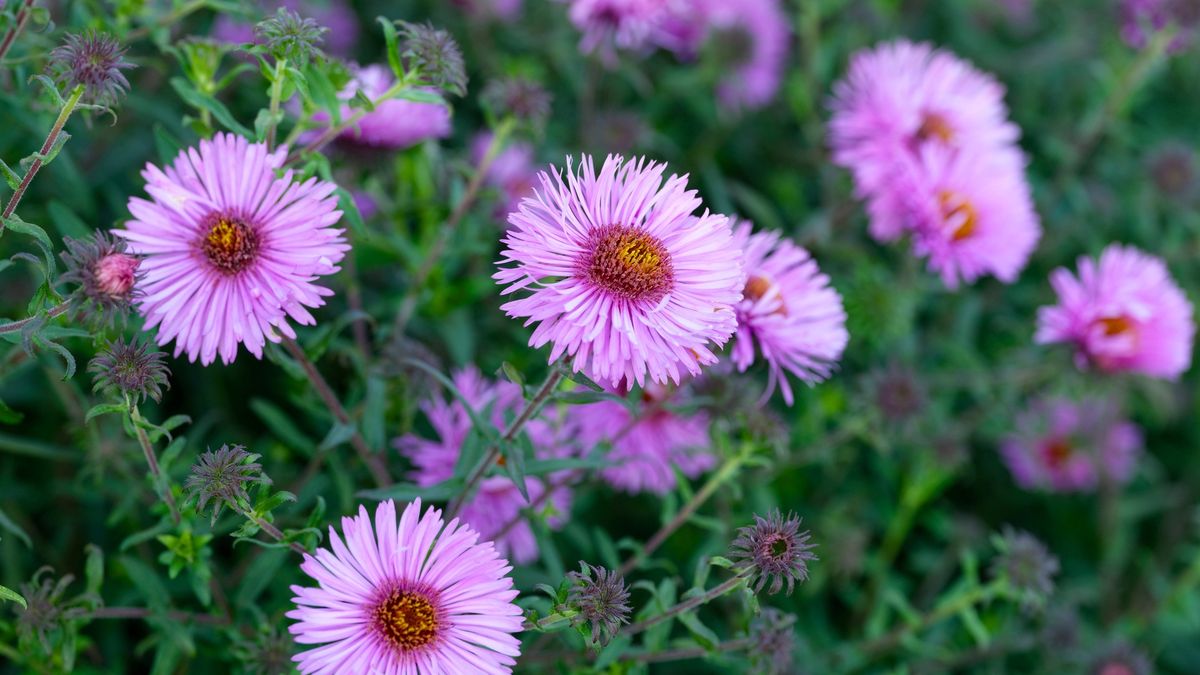 Flowering purple New England asters in natureFlowering purple New England asters in natureEkaterina79symphyotrichum novae-angliae, novae-angliae, hairy michaelmas-daisy, michaelmas daisy