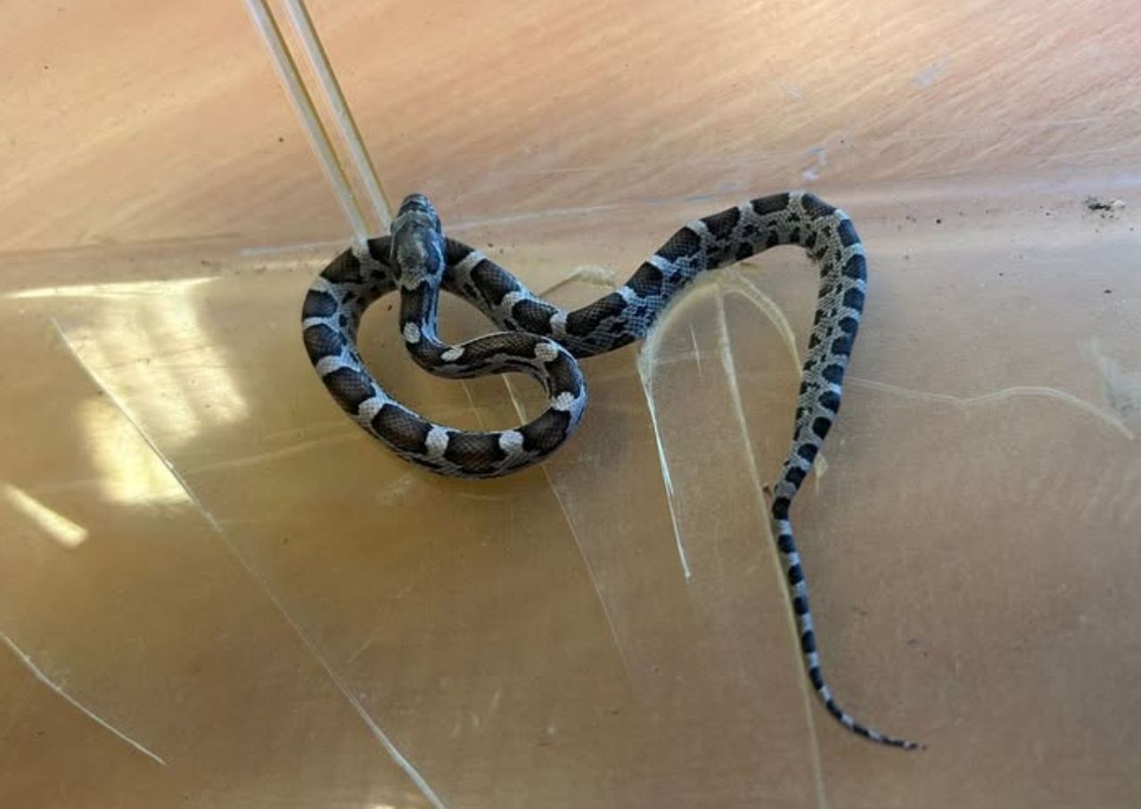 Zamieszanie we Wrzeszczu. Pojawił się w szkole. Wezwano służby