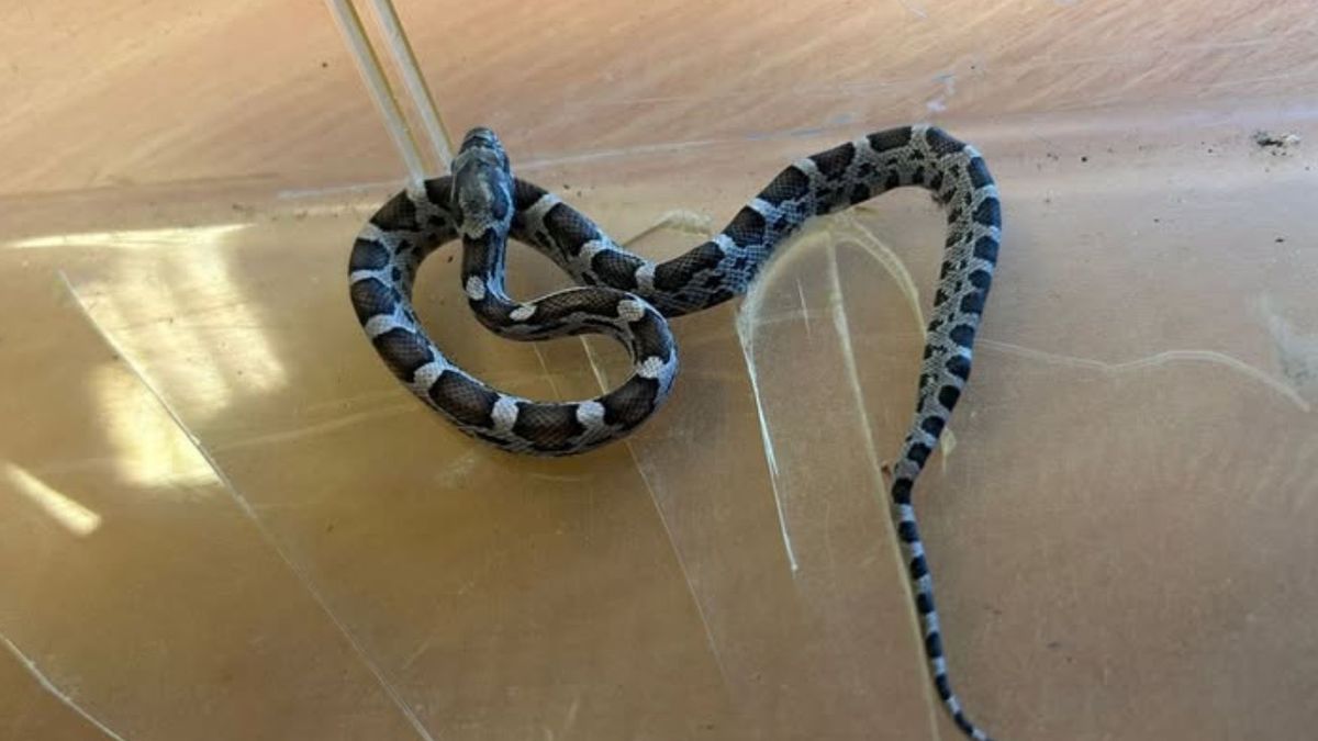 Wąż zbożowy znaleziony w szkole
