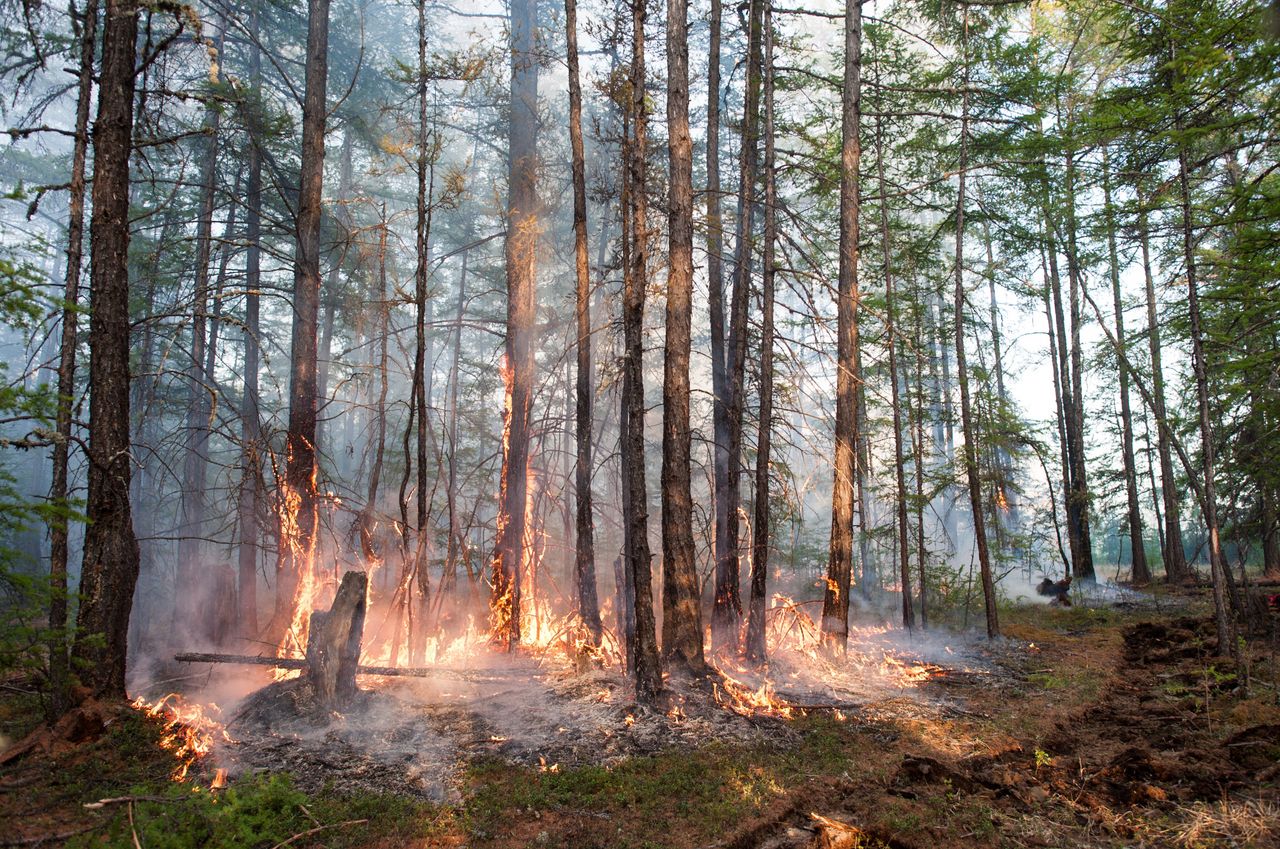 Tegoroczne wielkie pożary na Syberii to efekt podwyższających się średnich temperatur