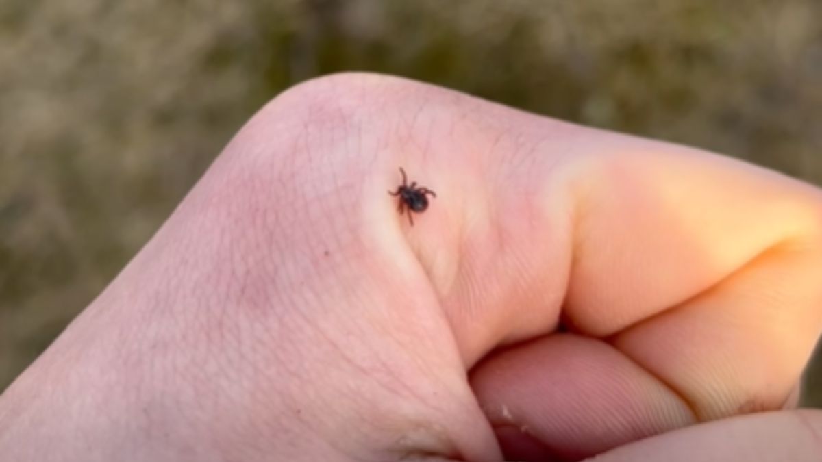 Kleszcze znów są aktywne.