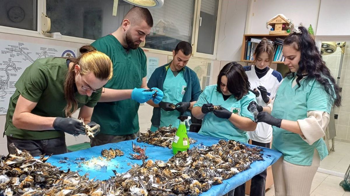 Tak wyglądał stół sekcyjny w Bułgarii. Setki ptaków nie przeżyło fajerwerków  