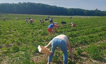 Samozbiory odmiany Rumba. Rolnik obniżył cenę. Tłumy na plantacji