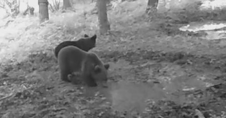 Leśnictwo Polanki pęka z dumy. Nagranie z fotopułapki