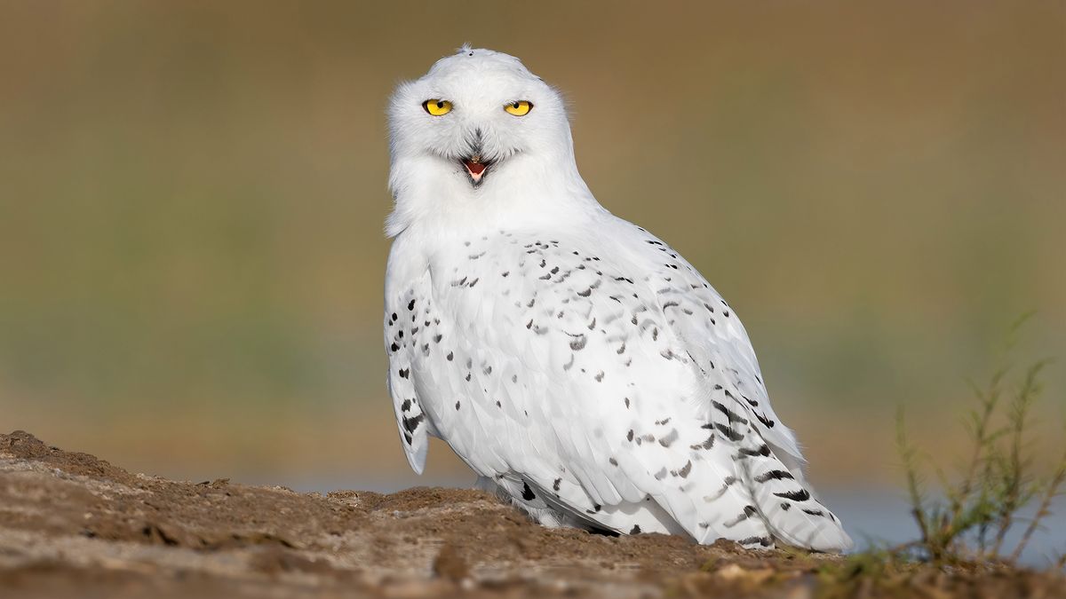 Rzadka sowa śnieżna widziana w Kuwejcie. Wygląda majestatycznie! 1