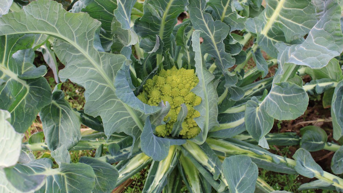 Kalafior romanesco