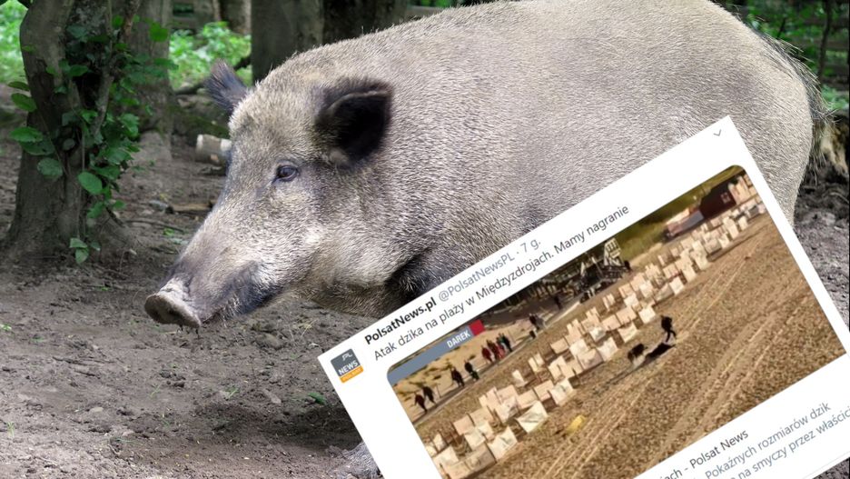 Dzik na plaży w Międzyzdrojach (screen: polsatnews.pl)