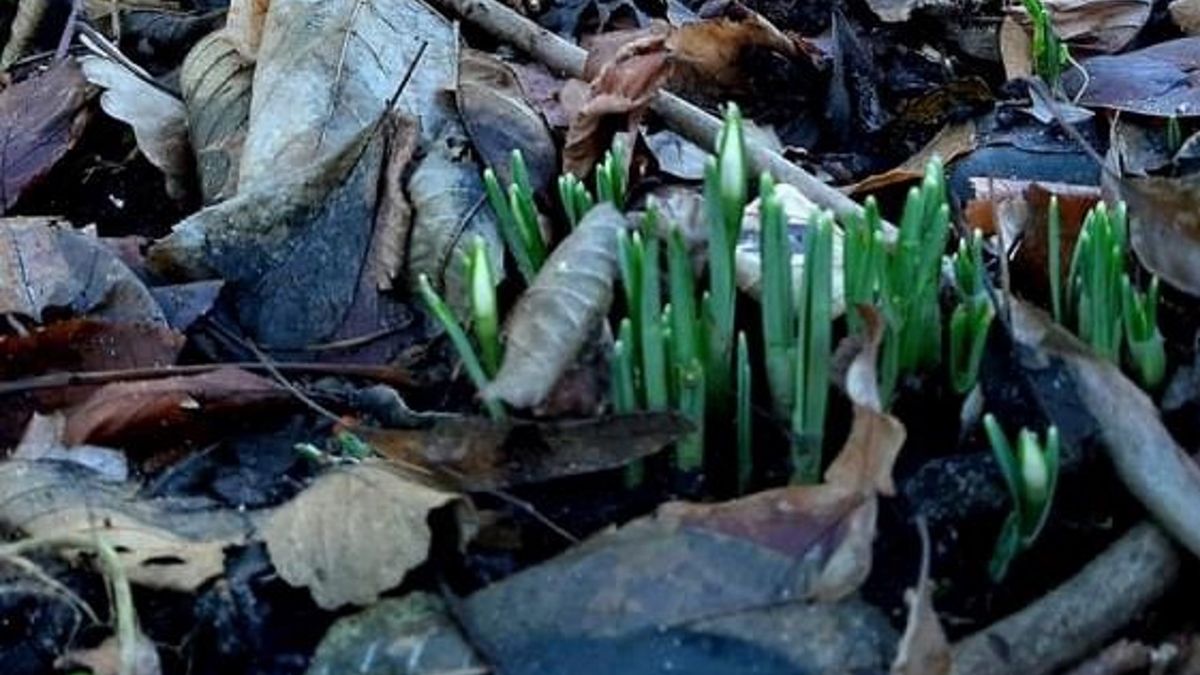 Przebiśniegi, które zwykle zwiastują nadejście wiosny, przebiły się przez ściółkę na terenie Nadleśnictwa Lubsko (woj. lubuskie). 
