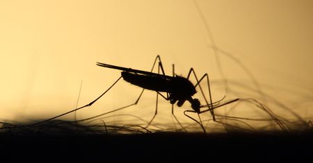 USA. Genetycznie zmodyfikowane komary wypuszczone na Florydzie. Mają specjalne zadanie