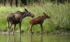 Zmiany widać po łosiach. Naukowcy wskazali niepokojące wyniki badań