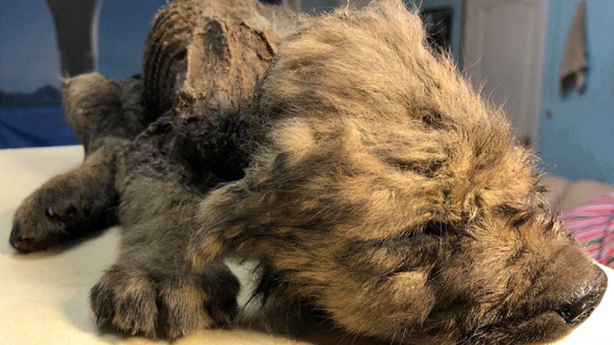 Znaleźli go na Syberii. Naukowcy myśleli, że to pies sprzed 18 tys. lat