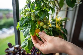 Hit w Niemczech. Wszyscy tak będą sadzić pomidory w 2026 roku