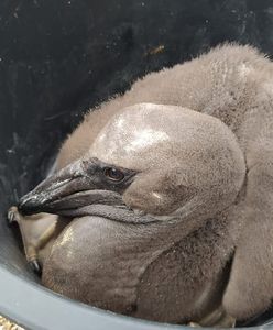 Nowi mieszkańcy poznańskiego zoo. Na świat przyszły pelikany