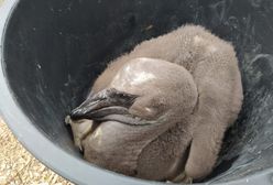 Nowi mieszkańcy poznańskiego zoo. Na świat przyszły pelikany