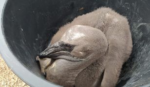 Nowi mieszkańcy poznańskiego zoo. Na świat przyszły pelikany
