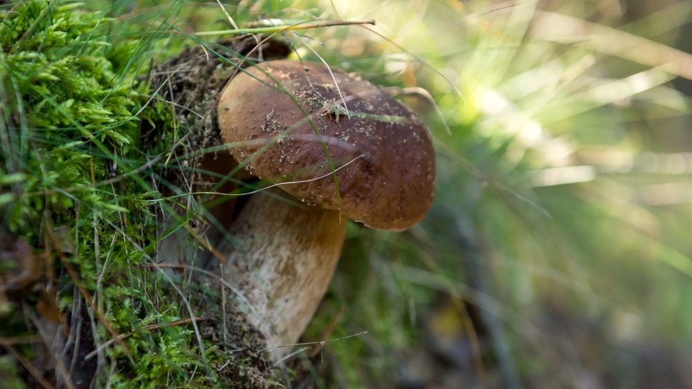 borowik
Puszcza Bydgoska, 21.09.2017. Borowiki w Puszczy Bydgoskiej, woj. kujawsko-pomorskie, 21 bm. Tegoroczny sezon na grzyby trwa, a grzybiarze m�wi� o prawdziwym wysypie. (t�/dw) PAP/Tytus �mijewski
Tytus �mijewski
borowik, grybobranie, grzyb jadalny, grzybobranie, handel, jesie�, las, PGL, Polskie Lasy Pa�stwowe, prawdziwek szlachetny, Puszcza Bydgoska