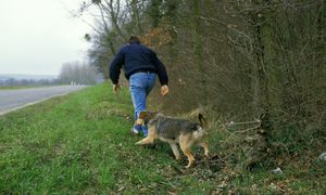 Zastrzelił psa pod Kaliszem. Sąsiad nie przyjął pieniędzy
