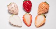 Inaczej wyglądają, a jak smakują? Poznaj białe truskawki i czekoladowe pomidory