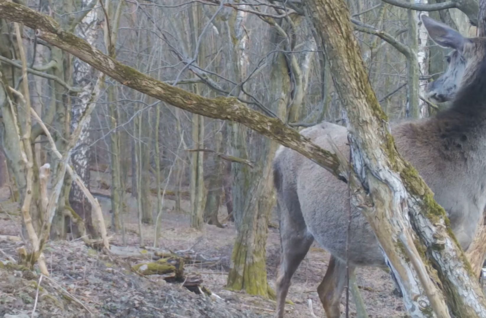 Uchwyciła to fotopułapka. Nadleśnictwo Baligród pokazało wideo