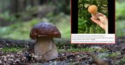 Leśnicy zadali grzybiarzom zagadkę. Ci nie są pewni odpowiedzi