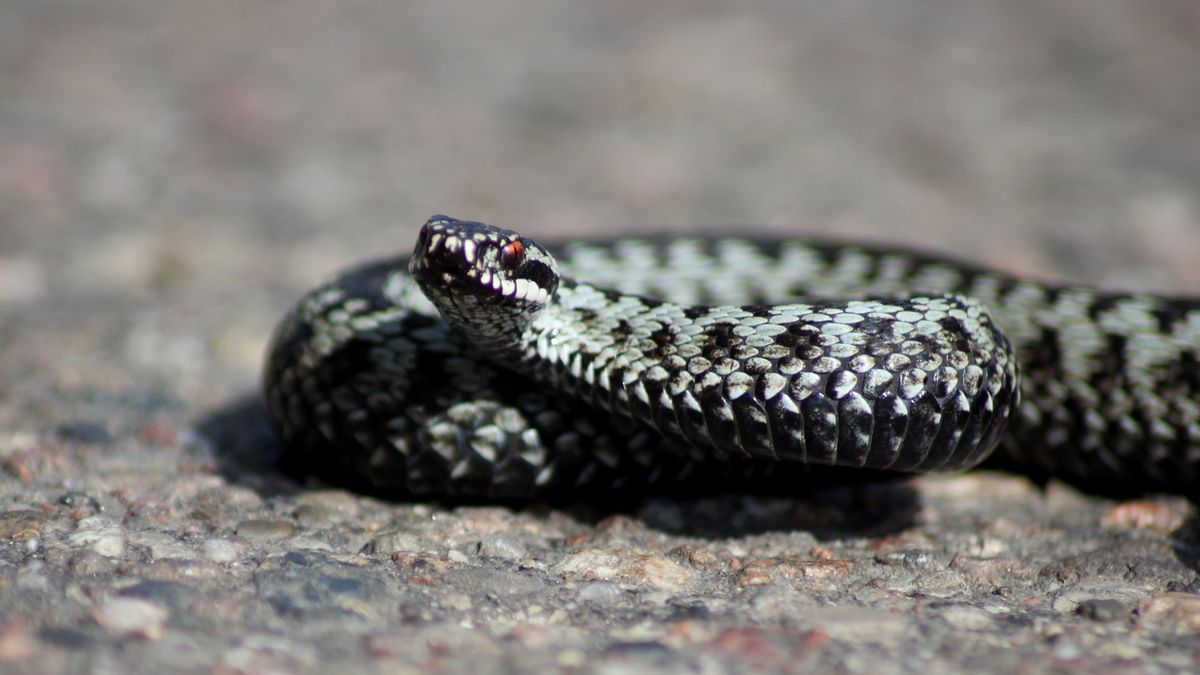 Żmije zygakowate coraz chętniej pojawiają się w polkich lasach